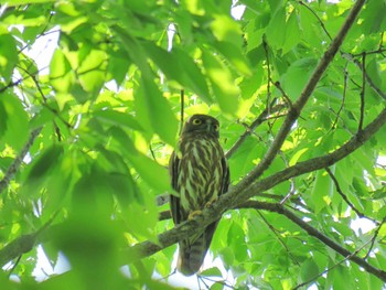 アオバズク 庄内緑地公園 2016年4月26日(火)