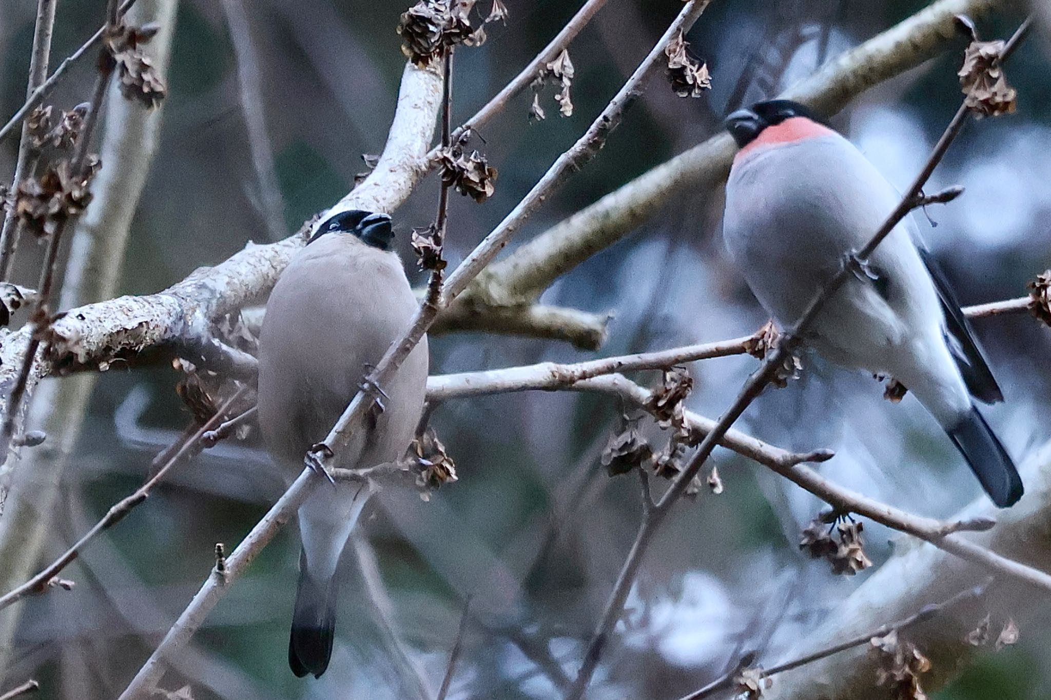 Photo of Eurasian Bullfinch at Hayatogawa Forest Road by カバ山PE太郎