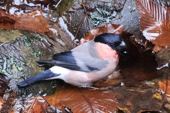 Thu, 1/4/2024 Birding report at Hayatogawa Forest Road