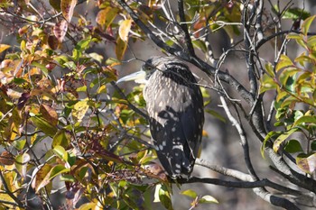 2024年1月6日(土) 水元公園の野鳥観察記録