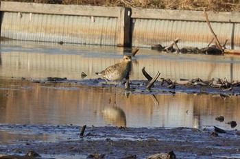 Sat, 1/6/2024 Birding report at Inashiki