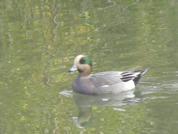 Eurasian Wigeon 創成川緑地(札幌) Fri, 11/2/2018