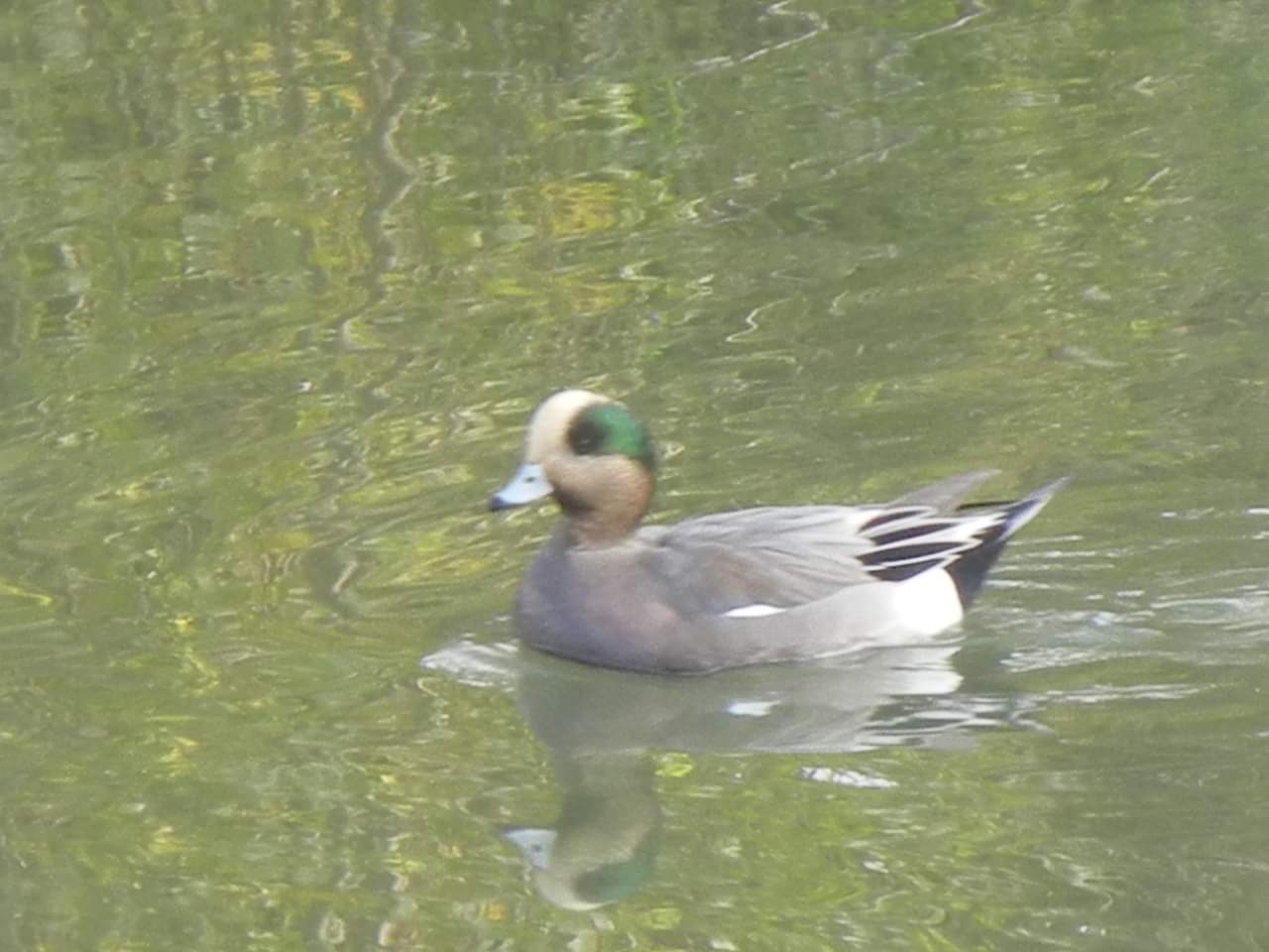 Eurasian Wigeon