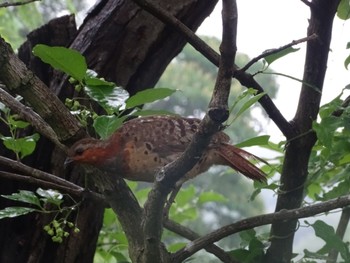 Chinese Bamboo Partridge Maioka Park Sun, 6/11/2023