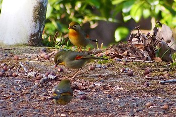 2024年1月5日(金) 大野山の野鳥観察記録