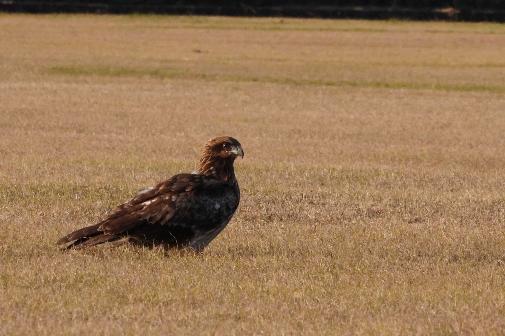 Black Kite