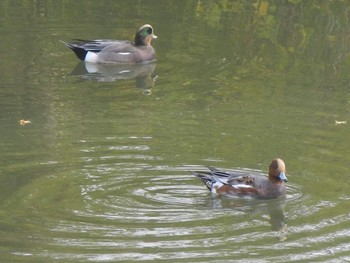 Eurasian Wigeon 創成川緑地(札幌) Fri, 11/2/2018