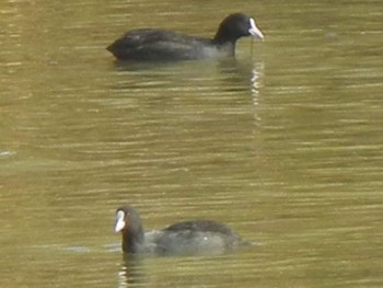 Eurasian Coot 東屯田遊水地 Fri, 11/2/2018