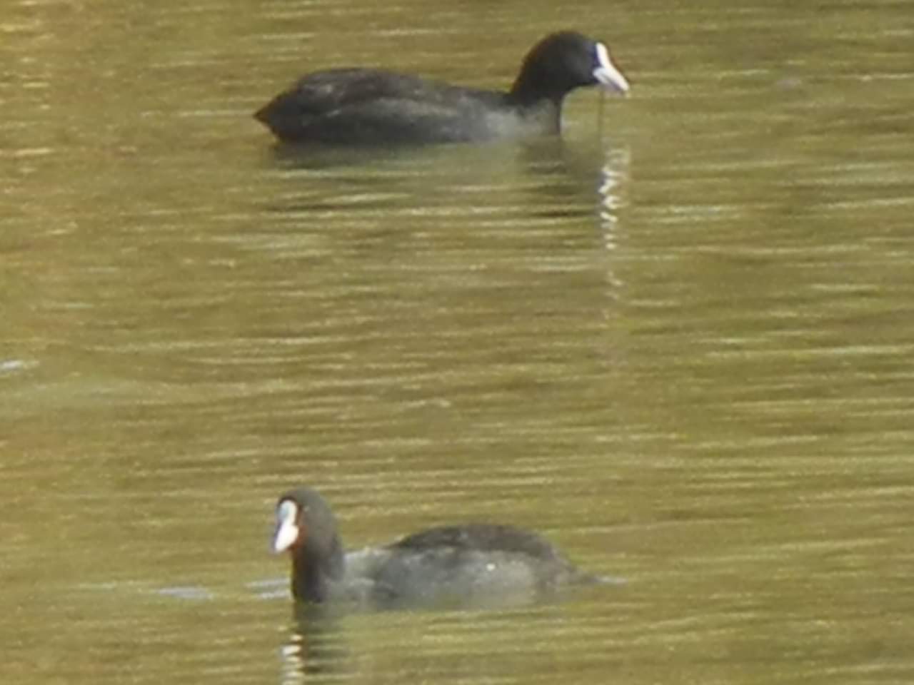 Eurasian Coot