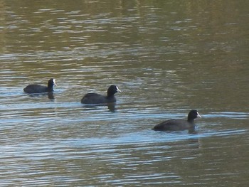 Eurasian Coot 東屯田遊水地 Fri, 11/2/2018