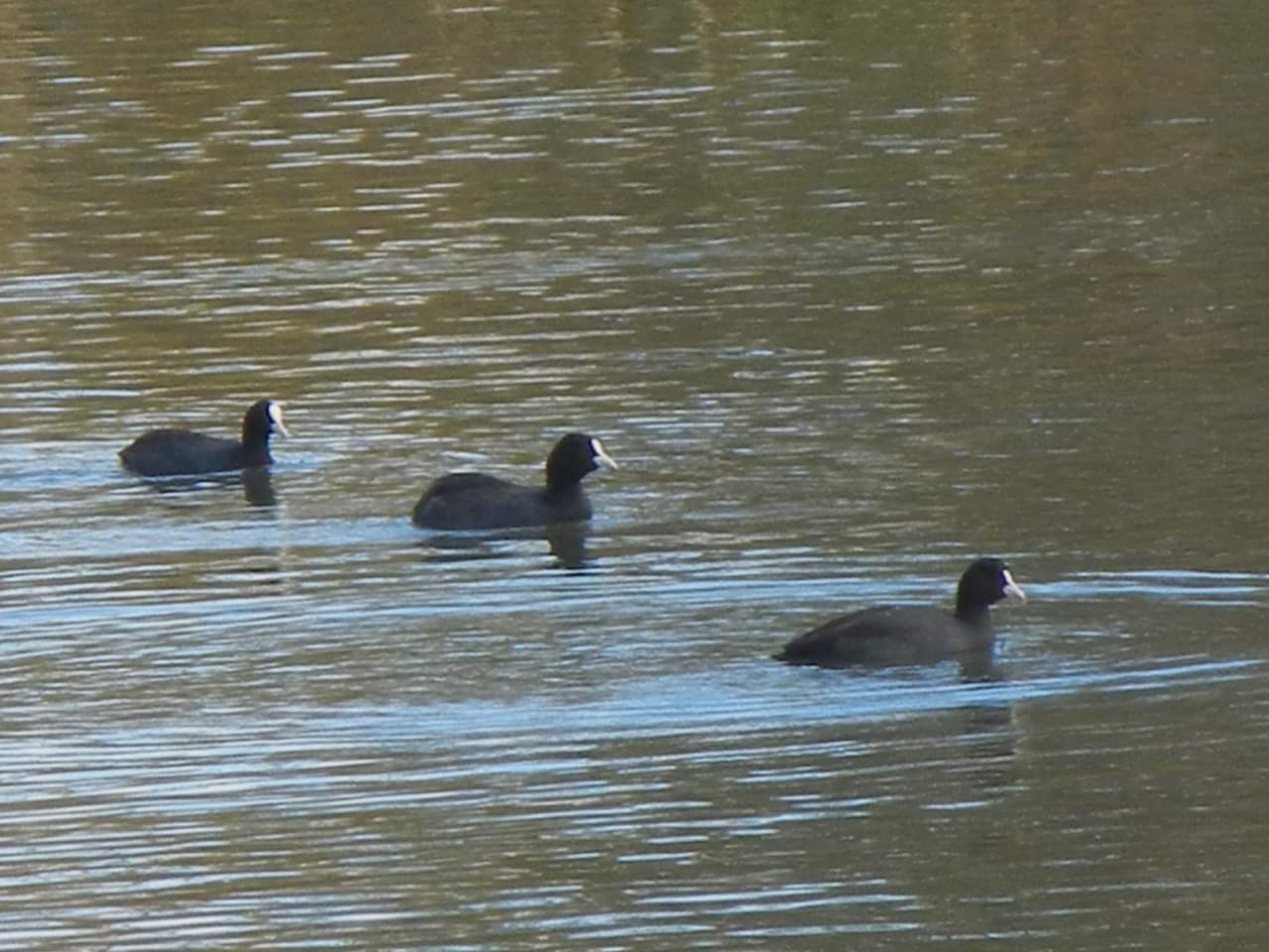 Eurasian Coot