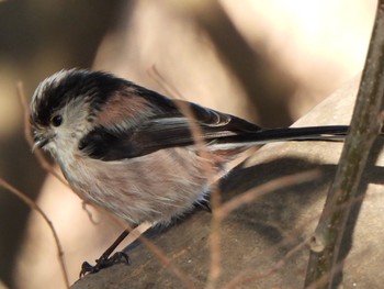 Fri, 1/5/2024 Birding report at 芝川第一調節池(芝川貯水池)