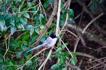 Azure-winged Magpie 泉の森公園 Sun, 12/31/2023