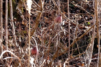 Siberian Long-tailed Rosefinch 神奈川県宮ヶ瀬 Wed, 2/14/2018