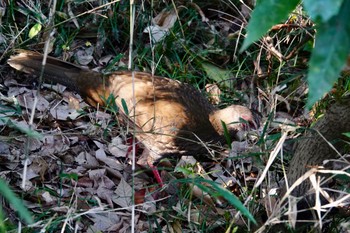 Silver Pheasant Shakujii Park Fri, 12/29/2023