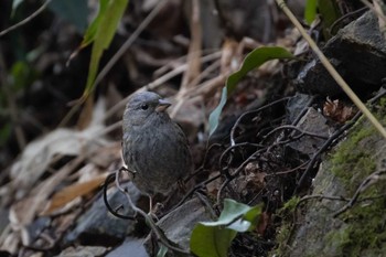 Grey Bunting Unknown Spots Wed, 1/3/2024