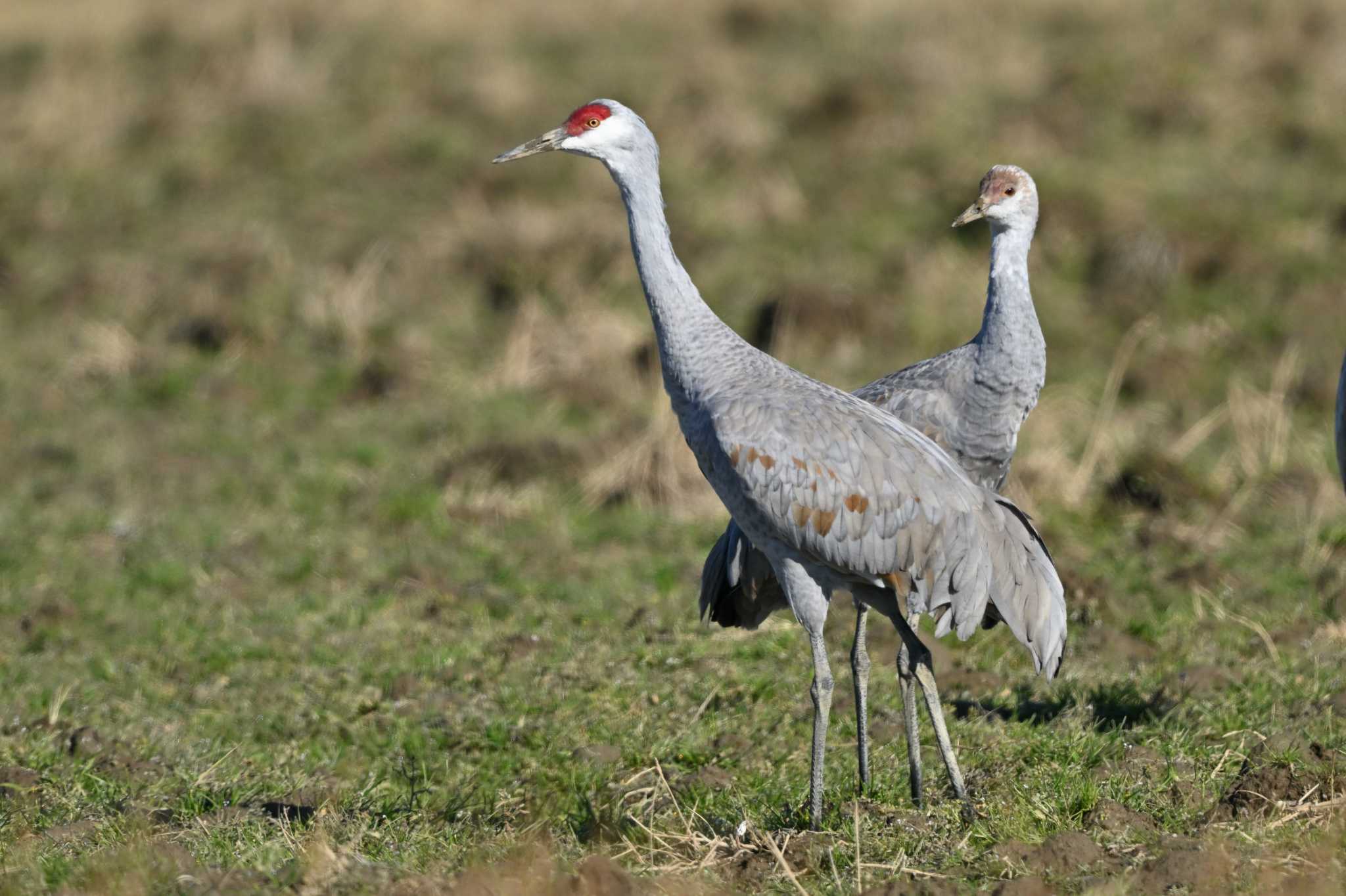 Photo of Sandhill Crane at 出水市ツル観察センター(東干拓) by ダイ