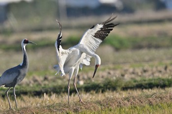 Siberian Crane 鹿児島県出水市今釜町(東干拓の東) Tue, 1/2/2024