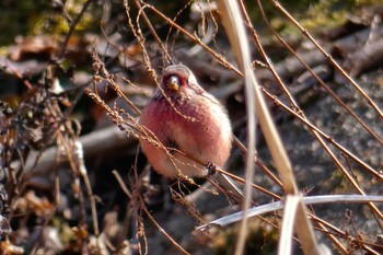 Siberian Long-tailed Rosefinch 神奈川県 宮ヶ瀬 Wed, 2/14/2018