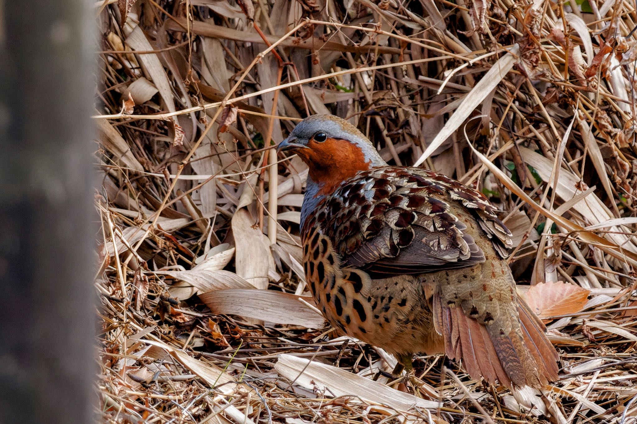 Chinese Bamboo Partridge