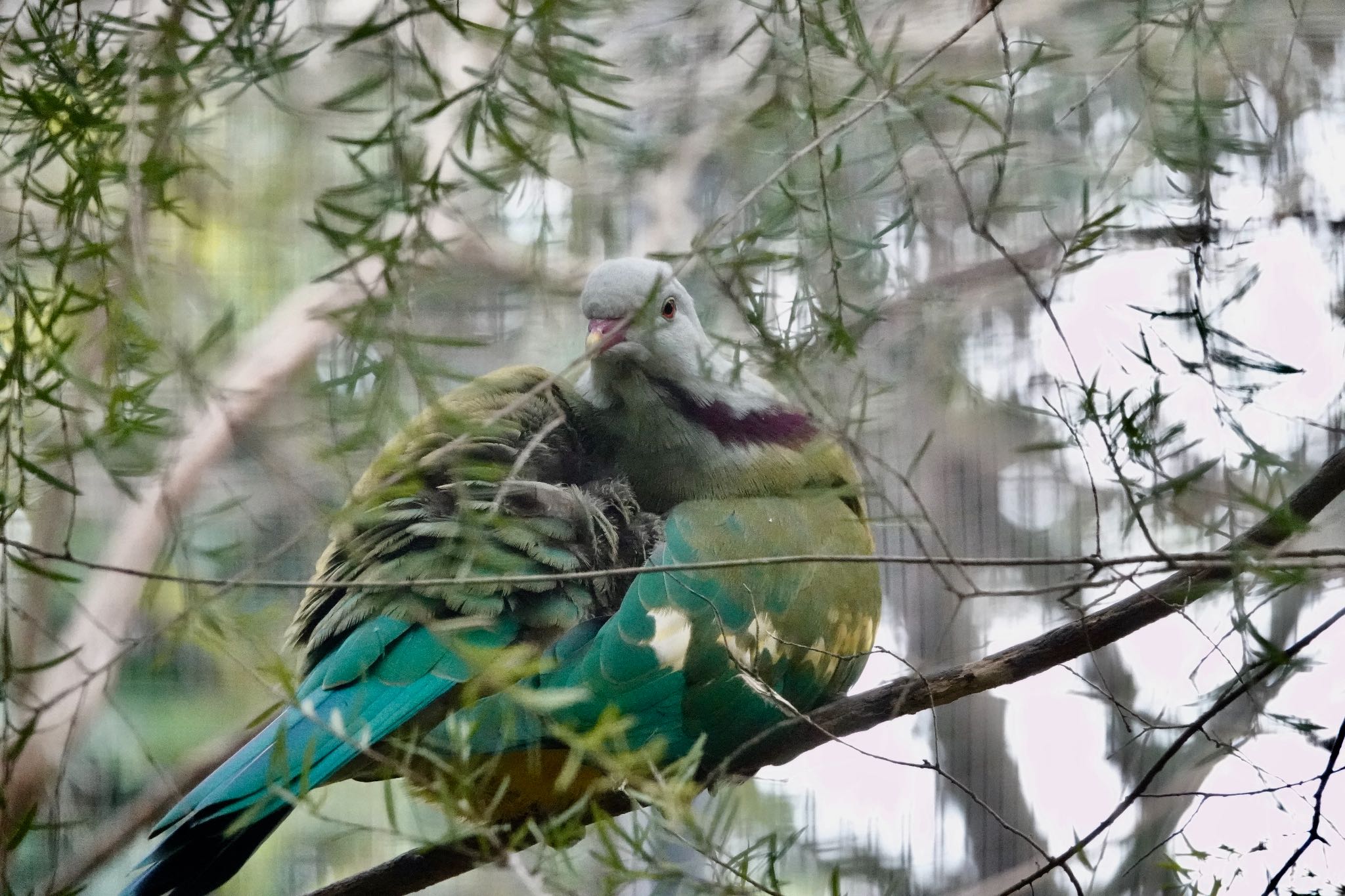 Photo of Wompoo Fruit Dove at Taronga Zoo Sydney  by のどか