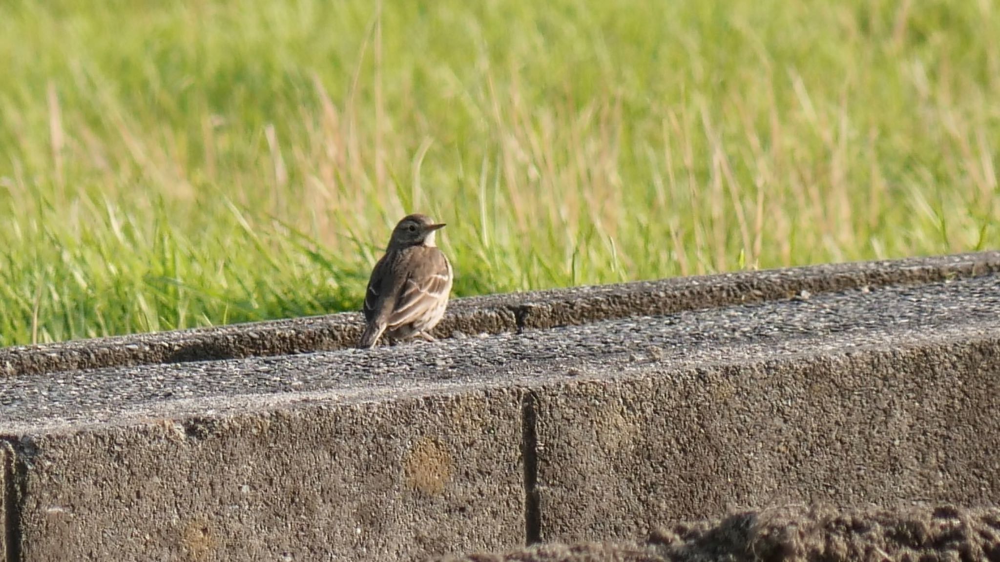 Photo of Water Pipit at 三島江 by コゲラ