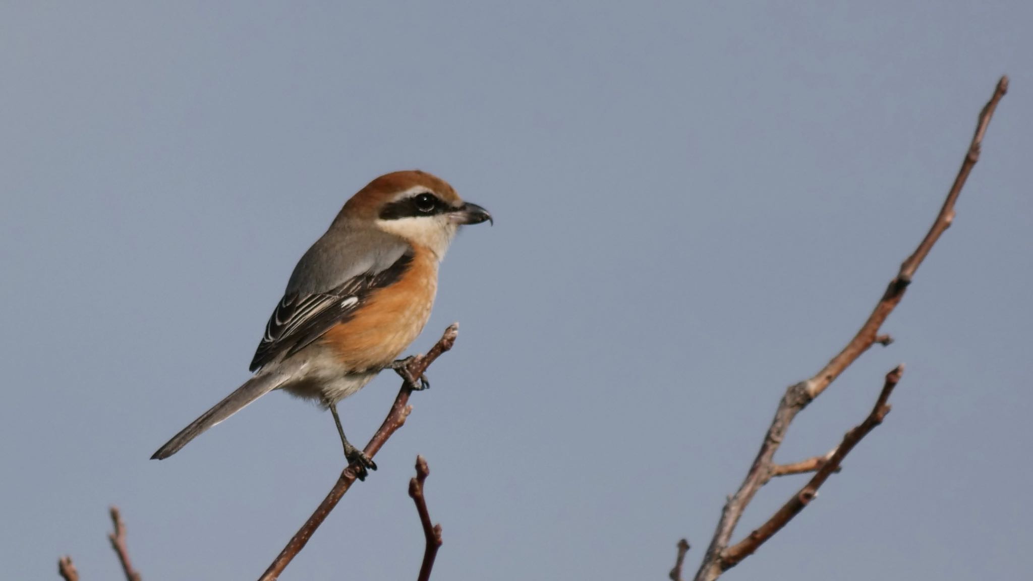 Bull-headed Shrike