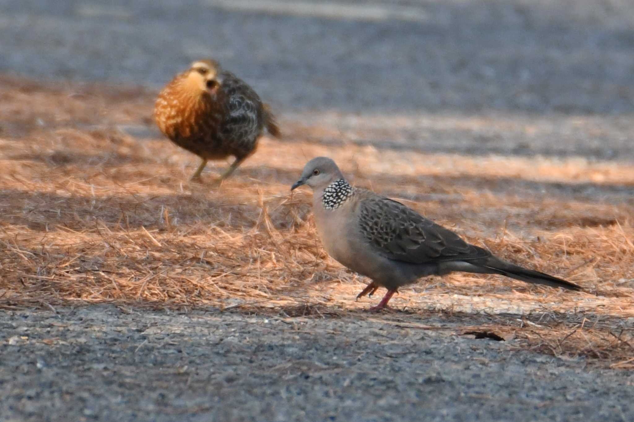 Photo of Spotted Dove at Doi Sanju by あひる