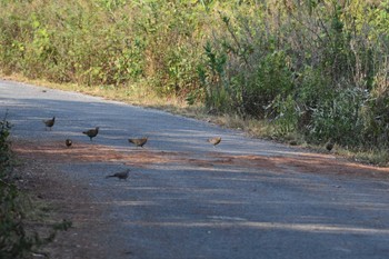 Mountain Bamboo Partridge Doi Sanju Wed, 2/22/2023