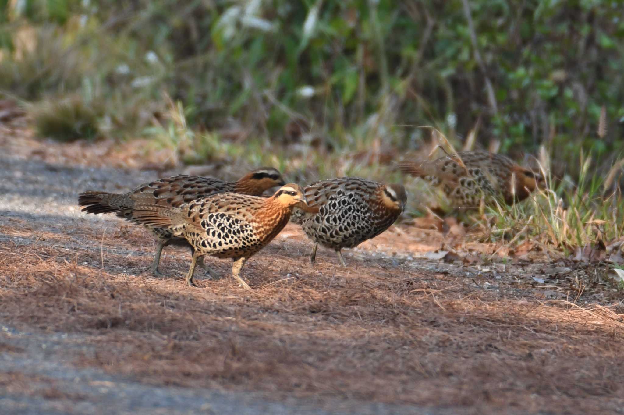 Mountain Bamboo Partridge