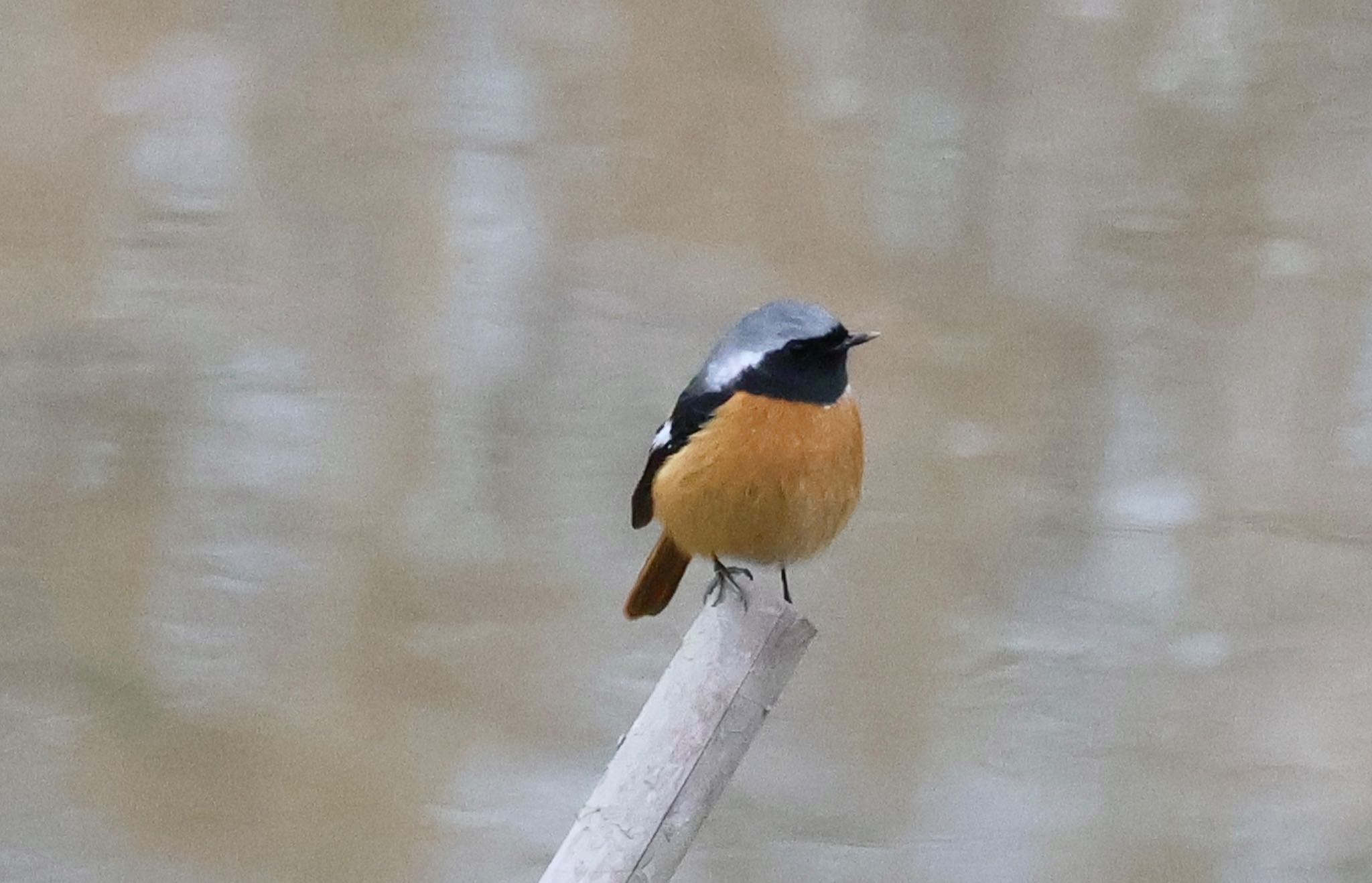 Daurian Redstart