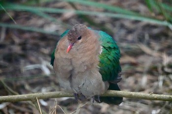 Pacific Emerald Dove Taronga Zoo Sydney  Mon, 7/2/2018