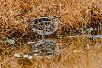 Common Snipe 金山調整池 Thu, 1/4/2024