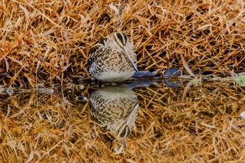 Common Snipe 金山調整池 Thu, 1/4/2024