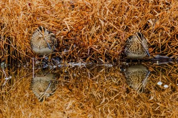 Common Snipe 金山調整池 Thu, 1/4/2024