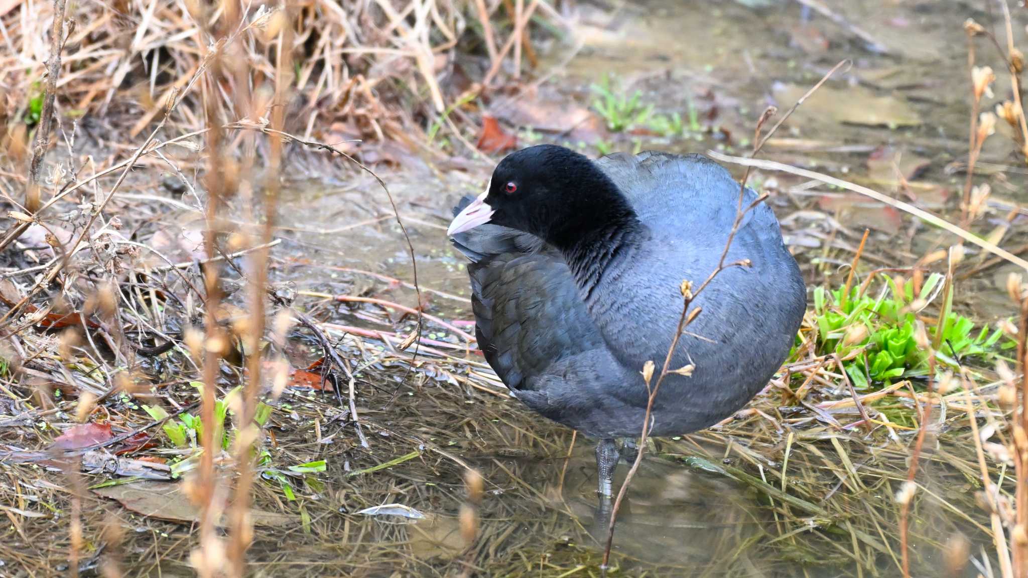 Eurasian Coot