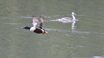 2024年1月6日(土) 馬見丘陵公園の野鳥観察記録