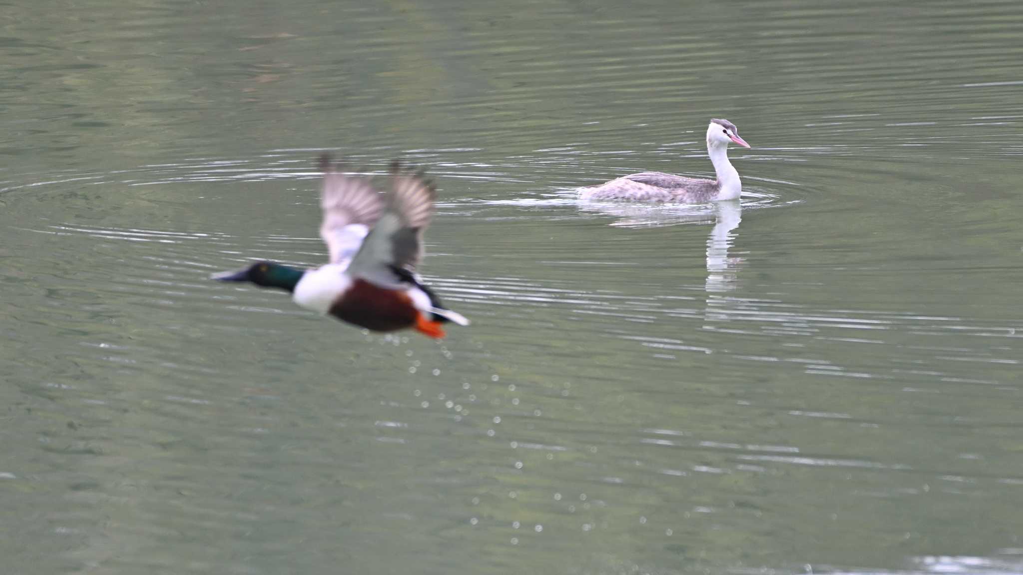 Great Crested Grebe