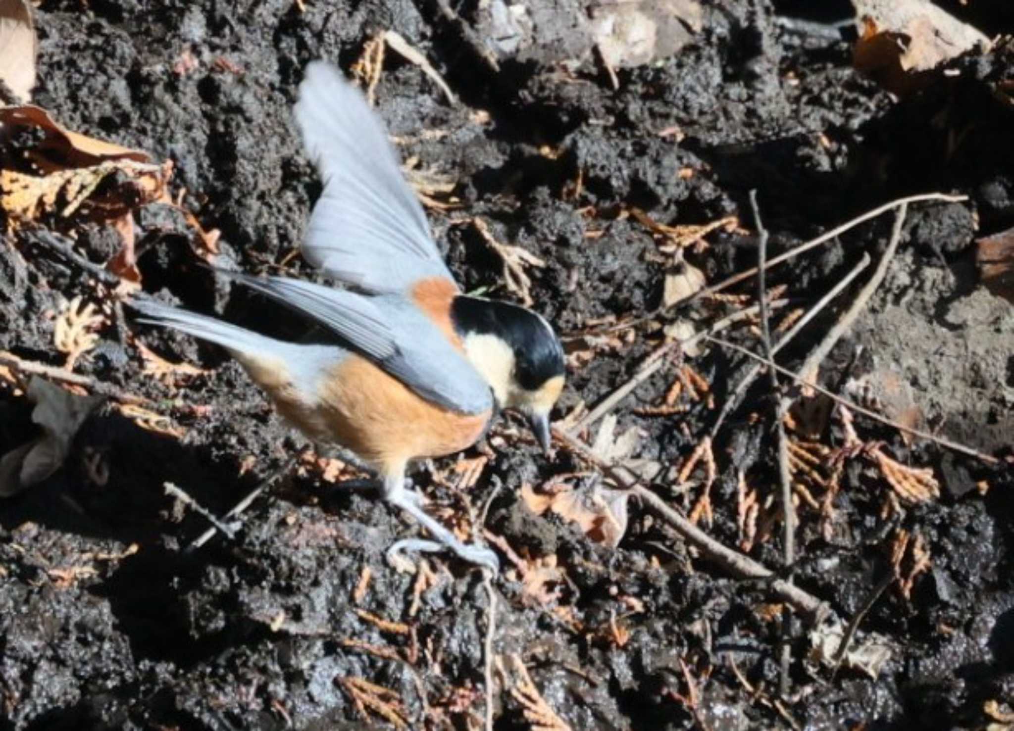 Varied Tit