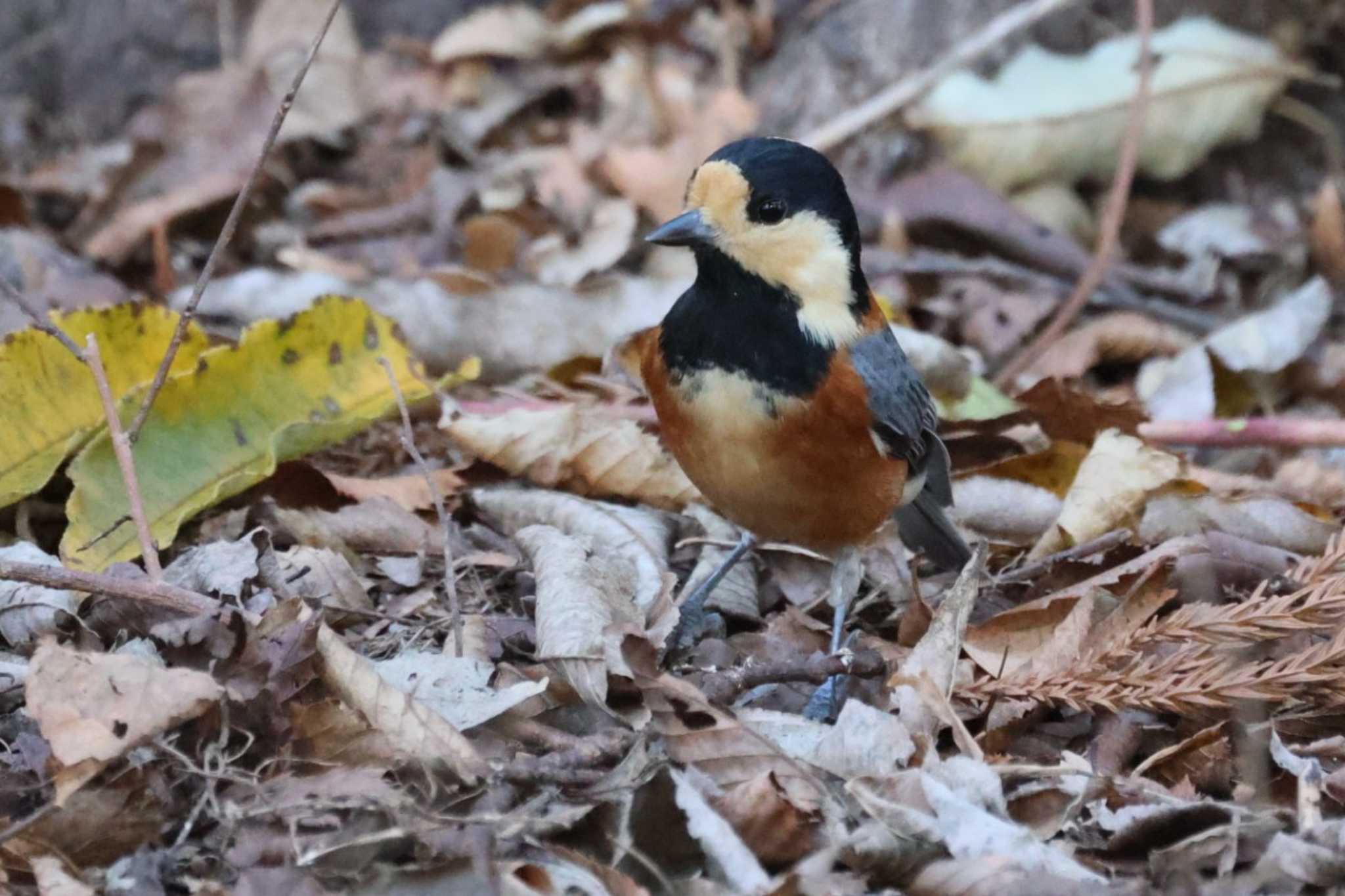 Varied Tit