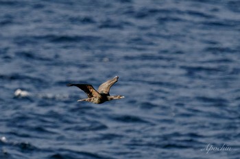 Pelagic Cormorant 城ヶ島 Tue, 1/2/2024