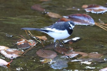 セグロセキレイ 夙川河川敷緑地(夙川公園) 2023年12月3日(日)