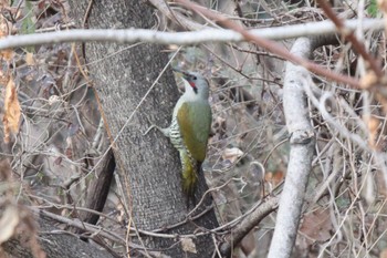 Japanese Green Woodpecker Unknown Spots Wed, 1/3/2024