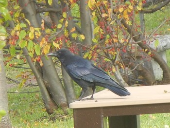 ハシブトガラス 創成川緑地(札幌) 2018年11月2日(金)