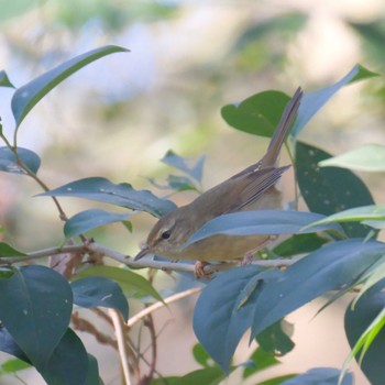 Japanese Bush Warbler Mizumoto Park Fri, 12/29/2023