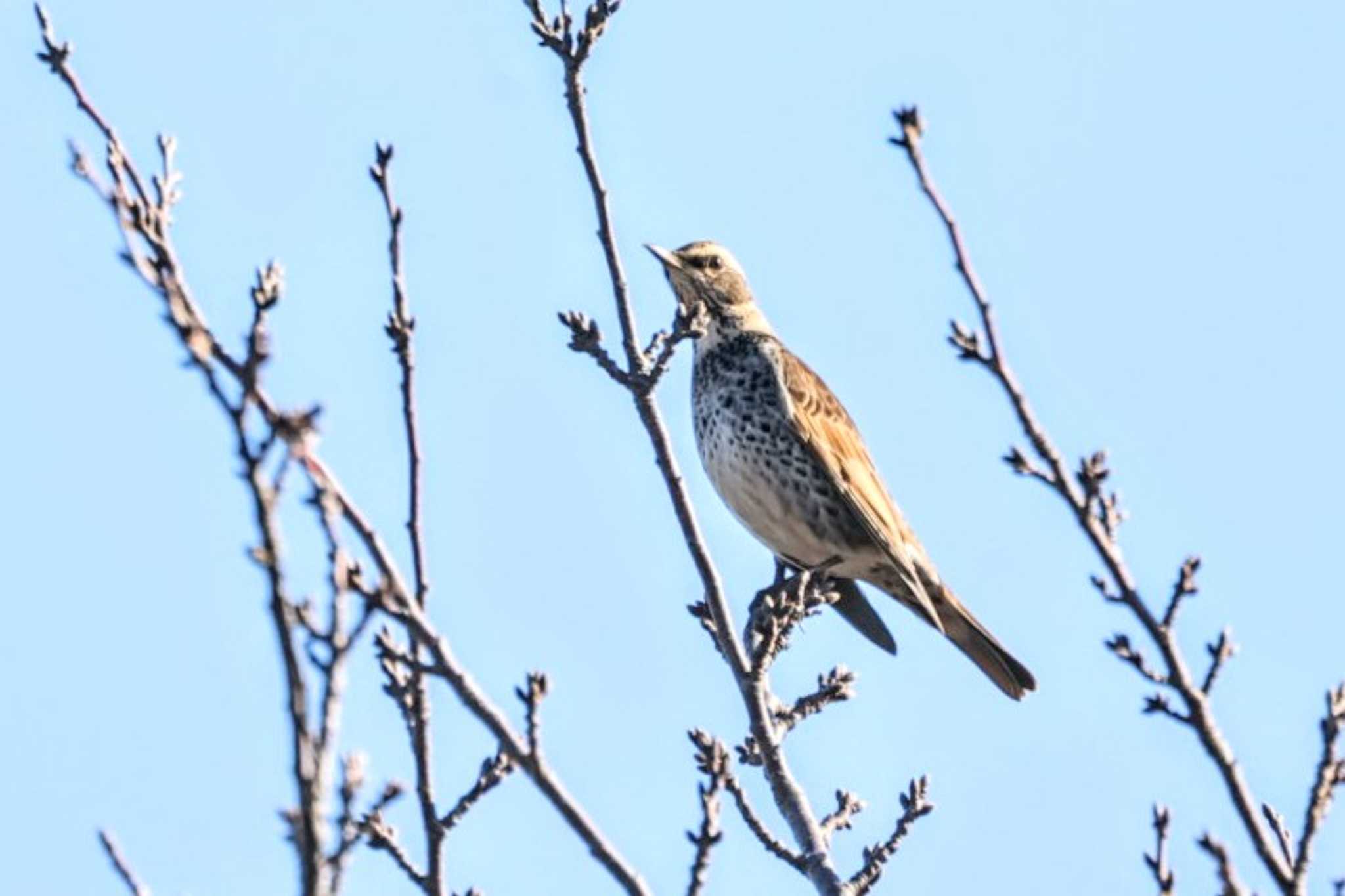 Dusky Thrush