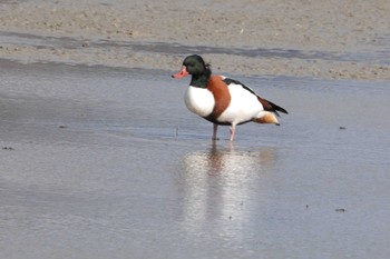 Mon, 1/1/2024 Birding report at 徳島県