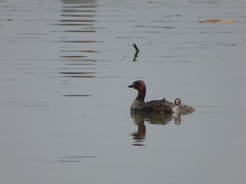 Little Grebe Isanuma Tue, 7/18/2023