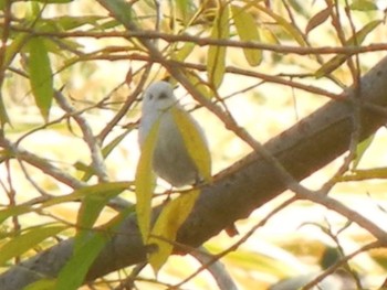 Long-tailed tit(japonicus) 東屯田遊水地 Fri, 11/2/2018