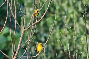 Spectacled Weaver